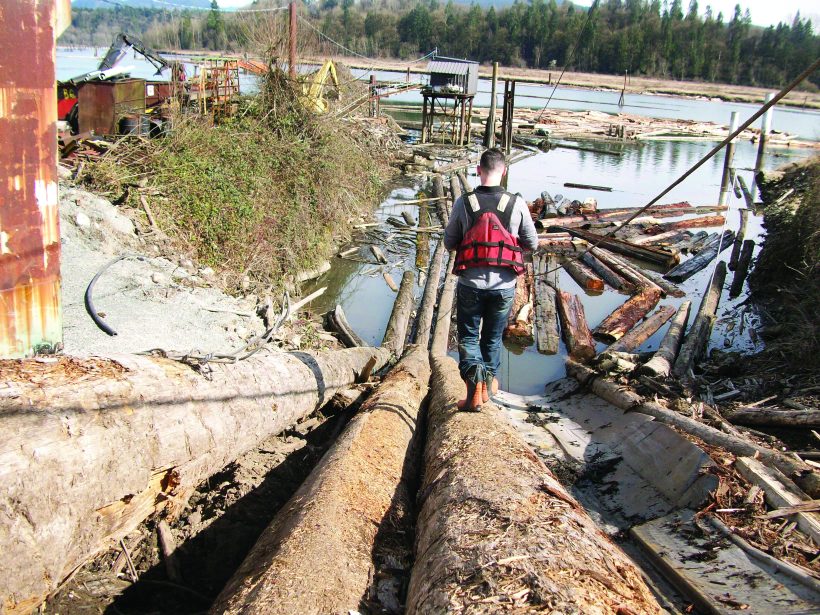 Cedar Logs